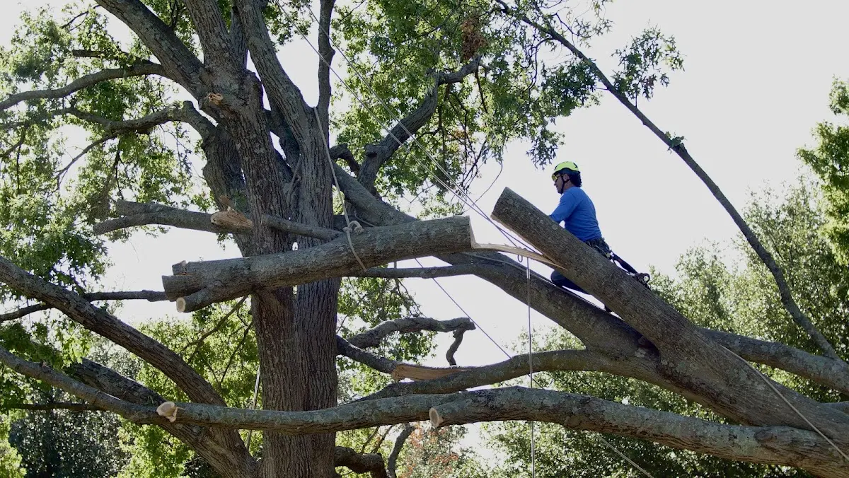Professional Crown Thinning performed by certified arborists in Raleigh