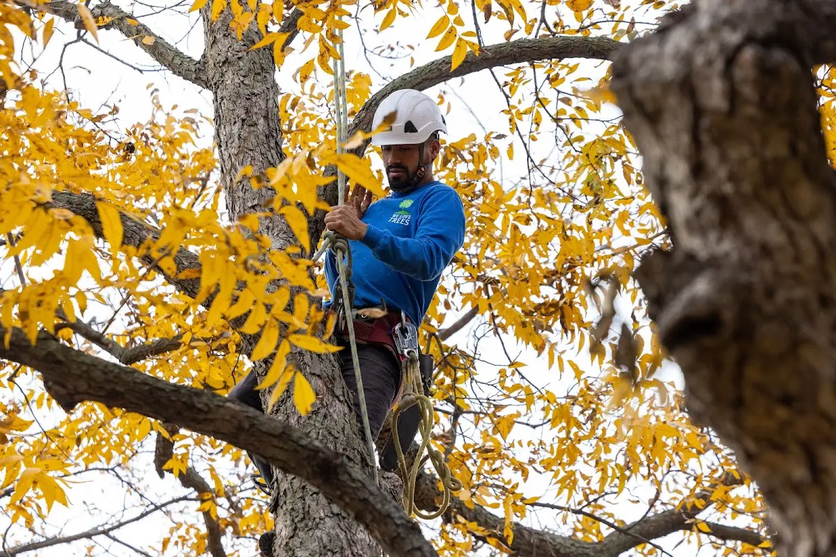 Skilled Tree Planing crew working in Raleigh